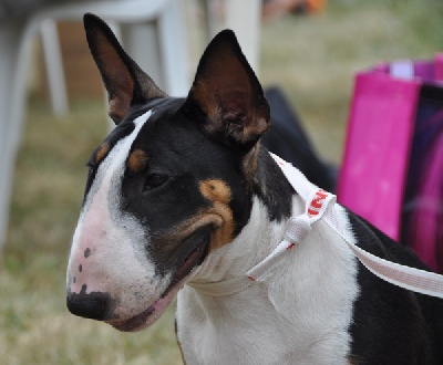 Trick or treat - Euro Dog Show 2011