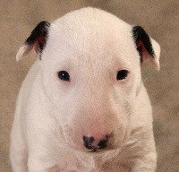 Trick or treat - Bull Terrier - Portée née le 30/11/2018