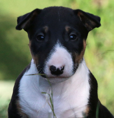 Trick or treat - Bull Terrier - Portée née le 25/03/2022