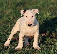 Trick or treat - Bull Terrier - Portée née le 21/07/2020