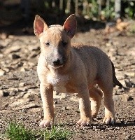 Trick or treat - Bull Terrier - Portée née le 27/09/2017