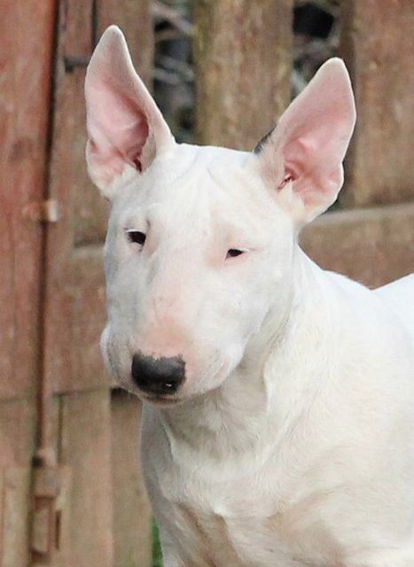 Trick or treat - Chiot disponible  - Bull Terrier