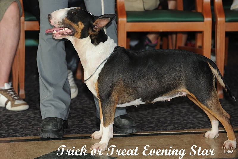 CH. Trick or treat Evening star