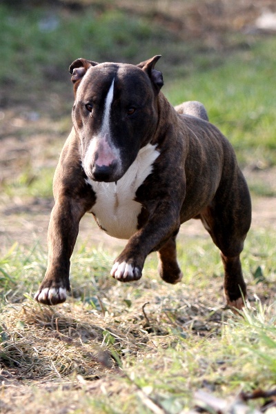 Trick or treat Excalibear