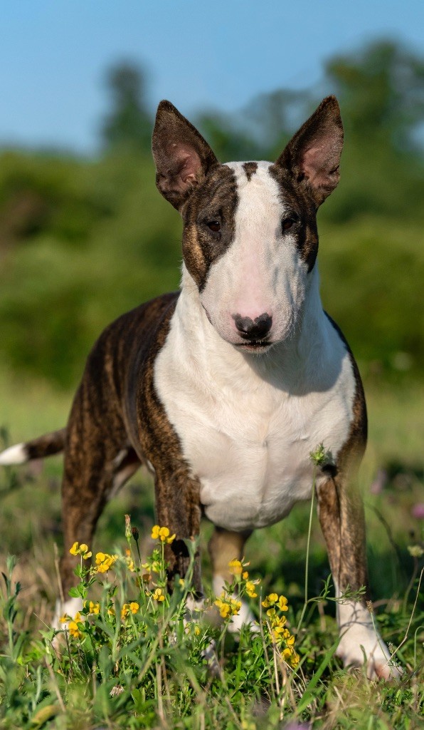 CH. Trick or treat Resident evil