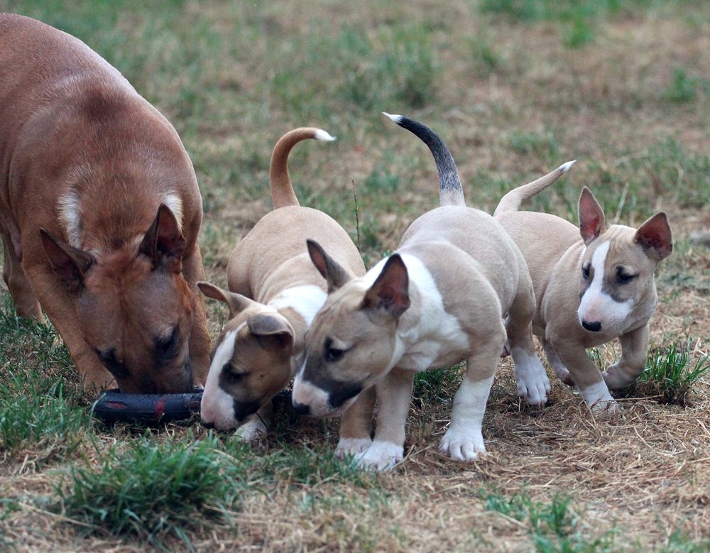 Chiots disponibles