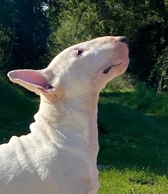 De très jolis mâles disponibles pour expo et/ou compagnie 