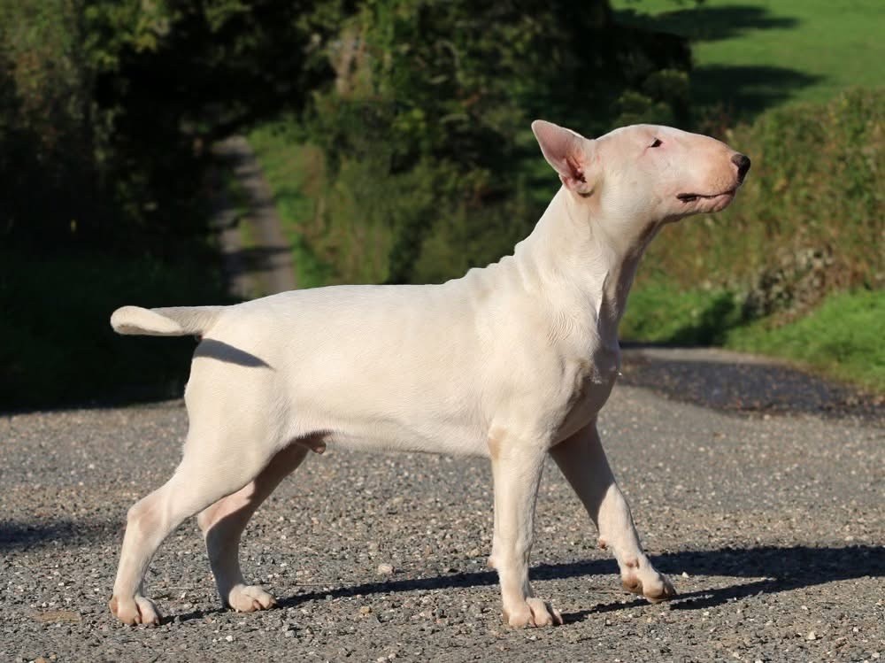 Trick or treat - Chiots disponibles - Bull Terrier