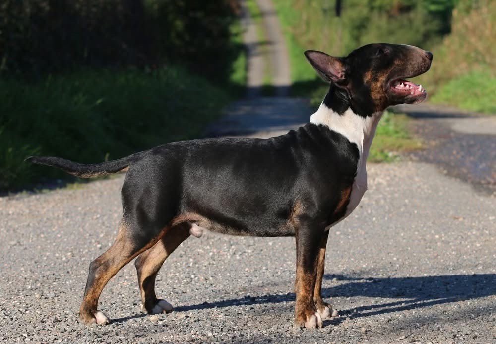 Trick or treat - Chiots disponibles - Bull Terrier