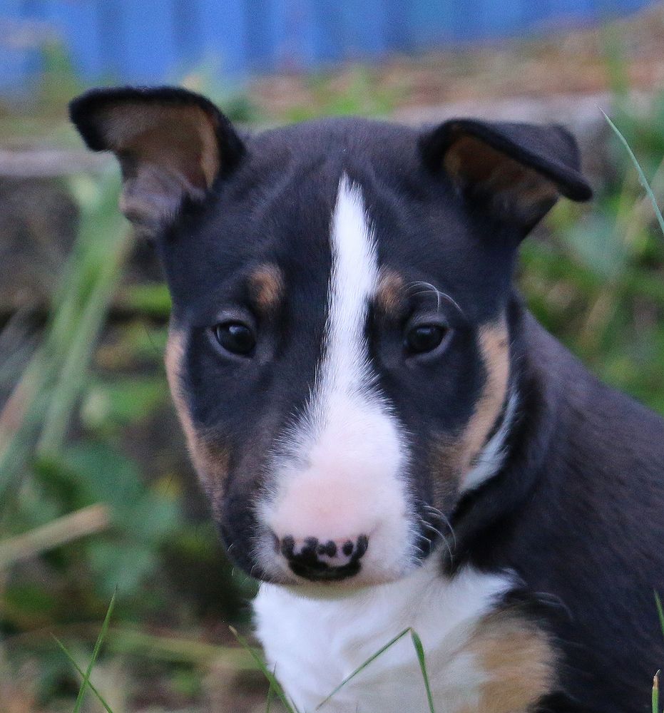 Trick or treat - Chiots disponibles - Bull Terrier