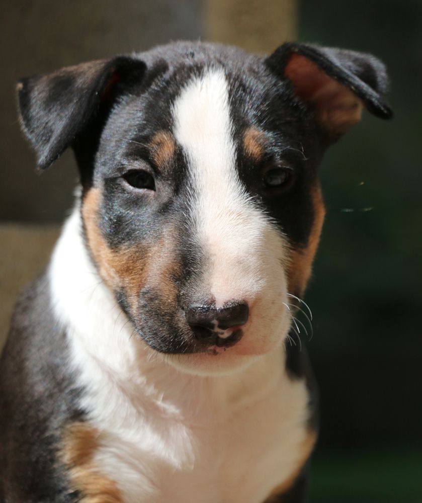 Trick or treat - Chiots disponibles - Bull Terrier