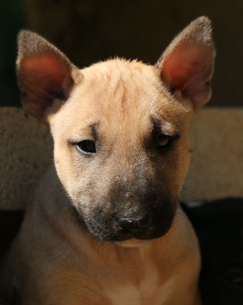 Trick or treat - Chiots disponibles - Bull Terrier