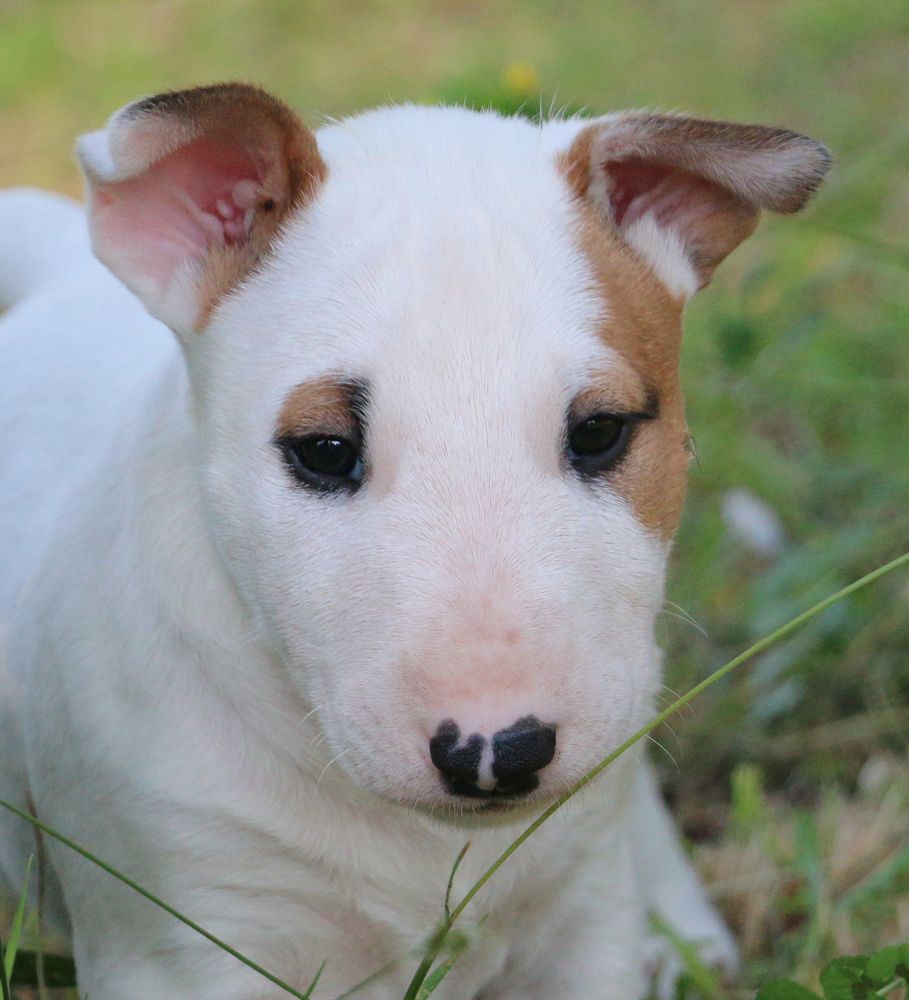 Trick or treat - Chiots disponibles - Bull Terrier