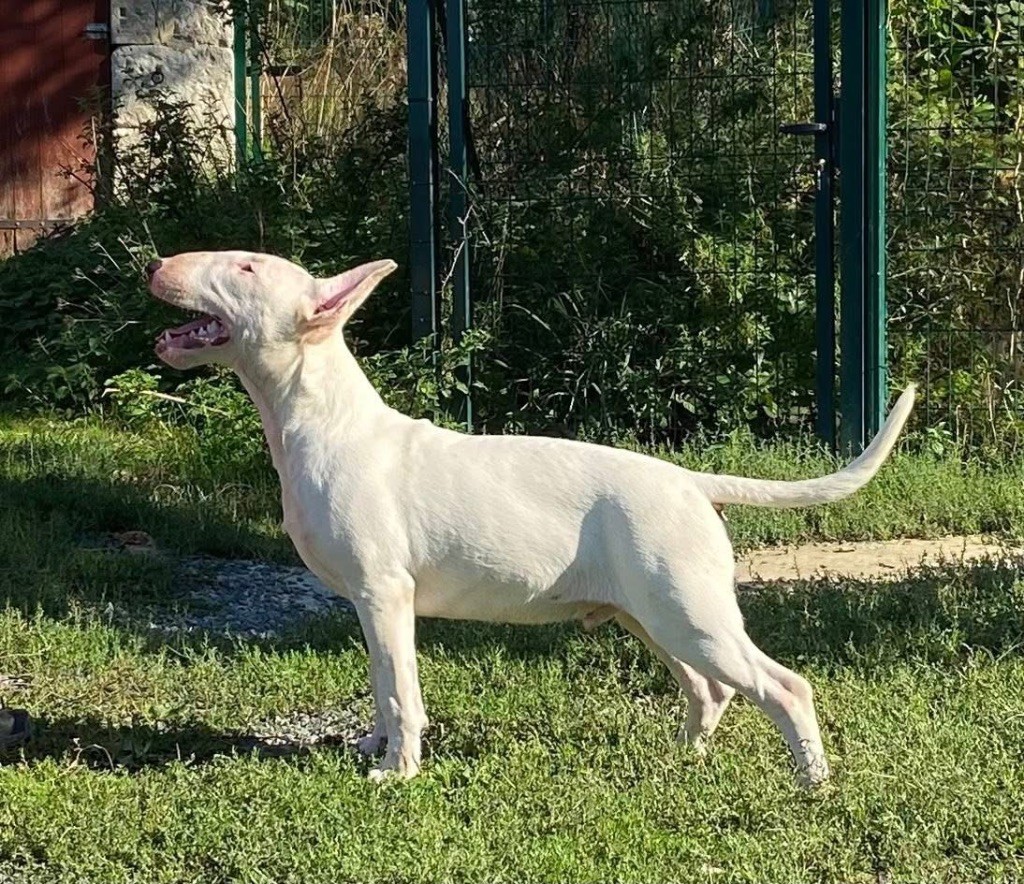 Trick or treat - Chiots disponibles - Bull Terrier