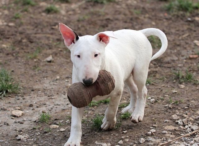 Trick or treat - Chiots disponibles - Bull Terrier