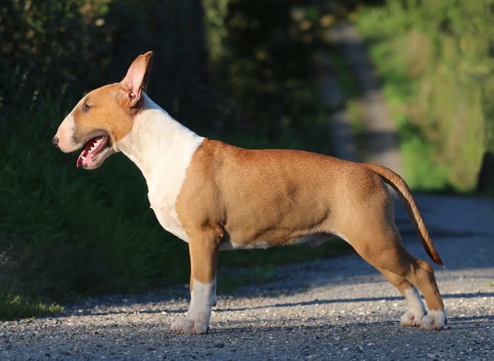 Trick or treat - Chiots disponibles - Bull Terrier